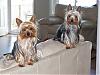 pics of under 10 pound yorkies please-couch1.jpg