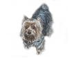 pics of 10 pound yorkies or over-sassywhitebackground.jpg