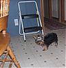 pics of 10 pound yorkies or over-hpim0554.jpg