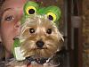 Look...Chewy is a frog!-chewy-frog.jpg