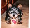 Look...Chewy is a frog!-dogpicsjune2006-small-.jpg