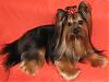 pics of 10 pound yorkies or over-louie_16.jpg