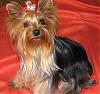 pics of 10 pound yorkies or over-trisket11.jpg
