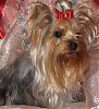 pics of 10 pound yorkies or over-mikayla25.jpg