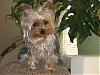 pics of 10 pound yorkies or over-bailey2.jpg