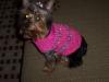 Easiest Knitted Dog Sweater-tini1.jpg