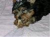 pics of 10 pound yorkies or over-baby-h.jpg