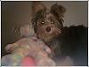 pics of 10 pound yorkies or over-horatio3-ear.jpg