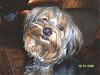 pics of 10 pound yorkies or over-000_0004.jpg