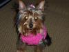 Easiest Knitted Dog Sweater-tini3.jpg