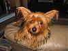 Red & Black Yorkie...I wanna see pics!-nicky-phebe-027.jpg