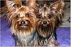 united colours of yorkies-new2_edited.jpg