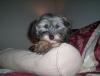 Just for fun: Who's yorkie is the cutuest?-100_4307.jpg