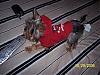 pics of under 10 pound yorkies please-pepper-red-sweater2-r.jpg