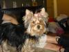 Just for fun: Who's yorkie is the cutuest?-esmeredbow1.jpg