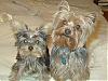 10 Random facts about your yorkie(s)!-springdivisionalkiwanis-086.jpg