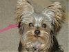 10 Random facts about your yorkie(s)!-concertpics2006-2-011-medium-.jpg