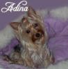 Just for fun: Who's yorkie is the cutuest?-adinacutie.jpg