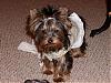 Garlin Yorkies :)-p9211077.jpg