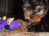 Baby Pic V.S. Most Recent Pic: Post Your Yorkie's Pic!! :D-003.jpg