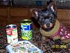 Is It A Yorkie?-mi30b9-1.jpg