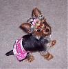 Red & Black Yorkie...I wanna see pics!-tikadyedees1.jpg