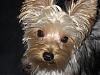 Red & Black Yorkie...I wanna see pics!-chewy-hair-cut-3.jpg