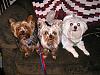 New Pics of my Furbabies! Max, Bobo,Libby-mythree-furbabiesnov2006-043.jpg