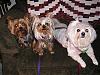 New Pics of my Furbabies! Max, Bobo,Libby-mythree-furbabiesnov2006-028-medium-.jpg