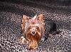 Red & Black Yorkie...I wanna see pics!-1.jpg