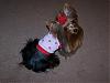 Red & Black Yorkie...I wanna see pics!-2.jpg