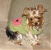I knitted my first dog sweater! What do you think?-z-chloe-sweater.jpg