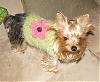 I knitted my first dog sweater! What do you think?-z-chloe-sweater-2.jpg