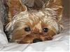 10 Random facts about your yorkie(s)!-rocky-bed.jpg