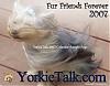 YorkieTalk 2007 Calendars - ORDER NOW!-calendar-cover.jpg