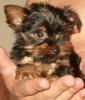 Baby Pic V.S. Most Recent Pic: Post Your Yorkie's Pic!! :D-gucci-9-17-04.jpg