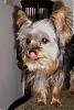 how well do you know yorkietalks Yorkies??-max-bobogroomed2006-009.jpg