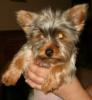 Baby Pic V.S. Most Recent Pic: Post Your Yorkie's Pic!! :D-gucci-2-jan-05.jpg