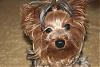 how well do you know yorkietalks Yorkies??-minicutie1.jpg