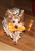 how well do you know yorkietalks Yorkies??-mini-running.jpg