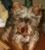 Baby Pic V.S. Most Recent Pic: Post Your Yorkie's Pic!! :D-gucci-jan-05.jpg