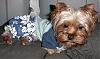 "Getting to know you" Yorkie Quiz!! :)-beachwear.jpeg