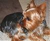 "Getting to know you" Yorkie Quiz!! :)-zeus-4.jpg