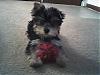 "Getting to know you" Yorkie Quiz!! :)-tiny-man.jpg