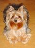 Baby Pic V.S. Most Recent Pic: Post Your Yorkie's Pic!! :D-dsc00642-1.jpg