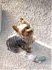 "Getting to know you" Yorkie Quiz!! :)-cimg0910.jpg