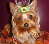 "Getting to know you" Yorkie Quiz!! :)-fallframe.jpg