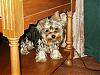 "Getting to know you" Yorkie Quiz!! :)-e-mail-connor-2.jpg