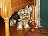 "Getting to know you" Yorkie Quiz!! :)-e-mail-connor-2.jpg