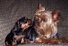 "Getting to know you" Yorkie Quiz!! :)-kisses.jpg